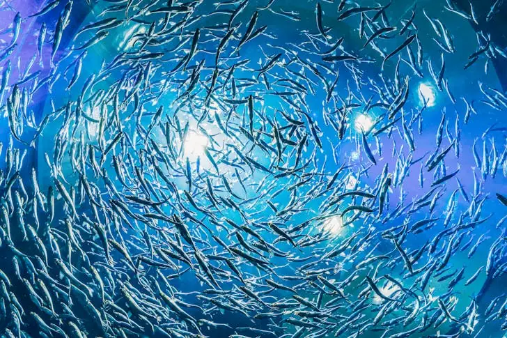 How many fish are in the ocean?