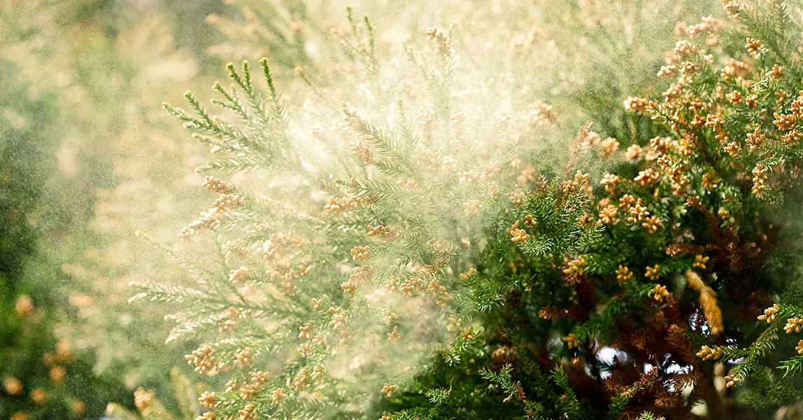 Warmer Temps Are Stretching the Pollen Calendar