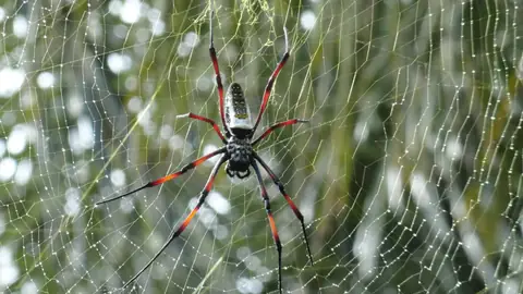 Did You Know That Spiders Have ‘Flexible’ Personalities?
