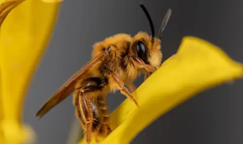 California Photographer Captures Hundreds of Native Bees