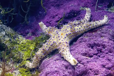 Scientists Solve the Mystery of Sea Star Wasting Disease Epidemic